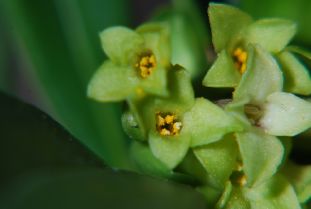 Daphne laureola